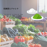 乳酸菌とクロレラ